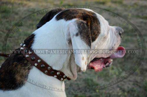 Lightweight Leather Muzzle For American Bulldog.
